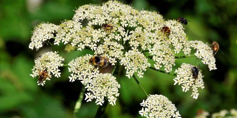 Common Hogweed(Boerhavia diffusa L.)